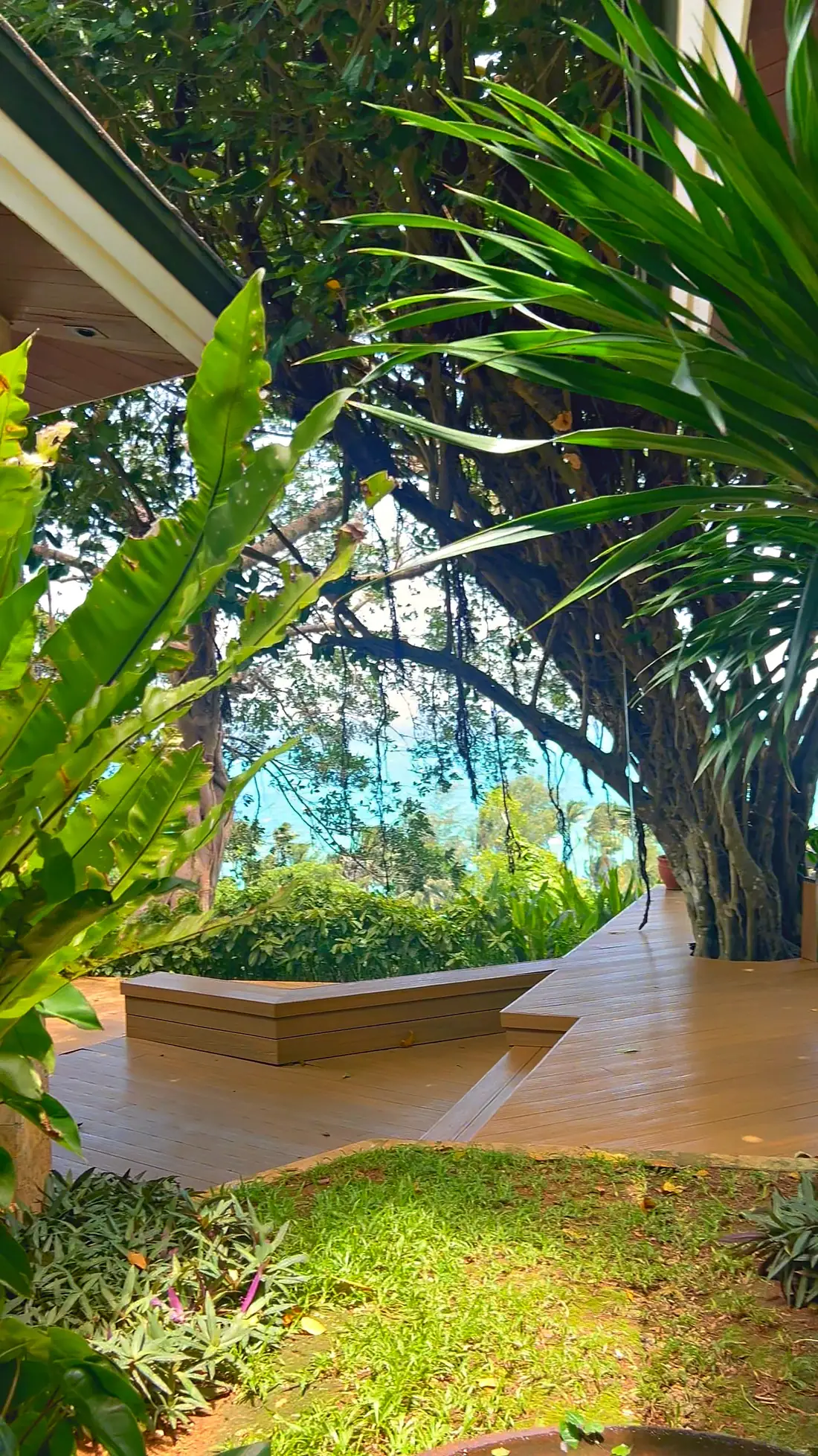 Wooden deck beneath an old tree, facing the sea
